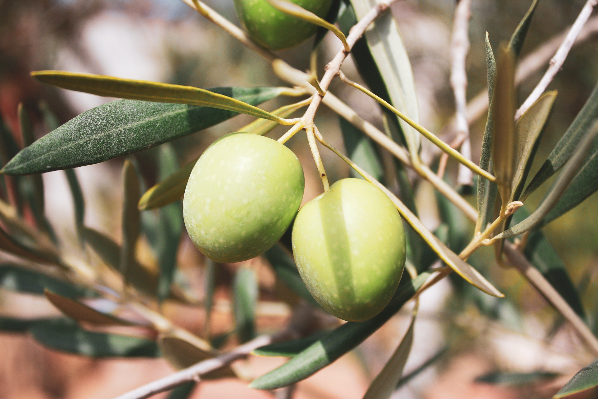 Olive oil tour