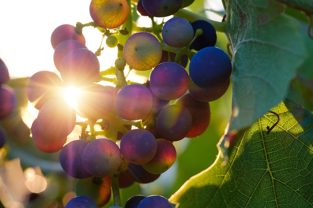 wine grapes